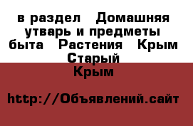  в раздел : Домашняя утварь и предметы быта » Растения . Крым,Старый Крым